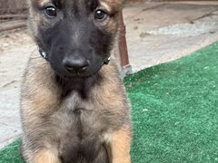 Vand catel belgian malinoise
