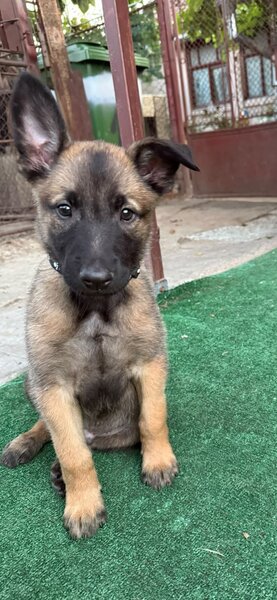 Vand catel belgian malinoise