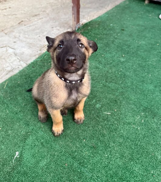 Vand catel belgian malinoise