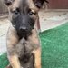 Vand catel belgian malinoise