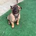 Vand catel belgian malinoise
